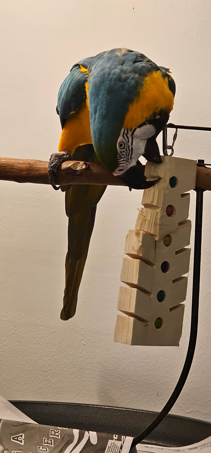 Customer photo review of Stop! Forage Time by Cheep Thrills Bird Toys