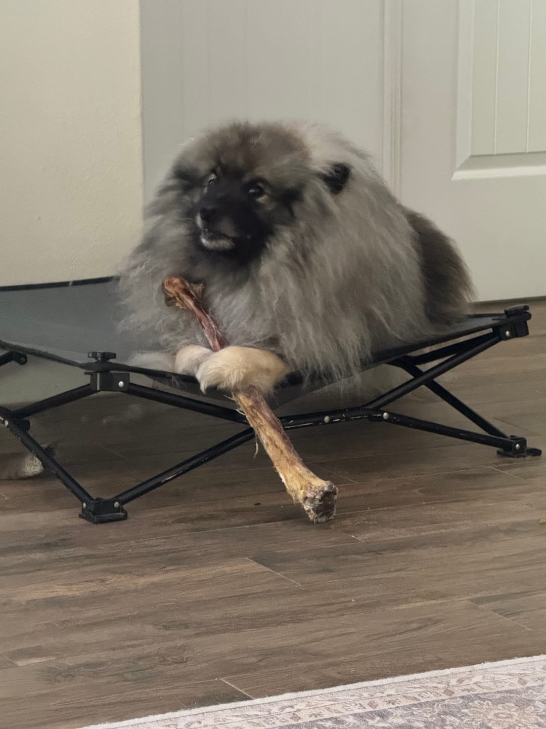 Customer photo review of Power Chewer Trial Pack – Built for the Toughest Chewers!