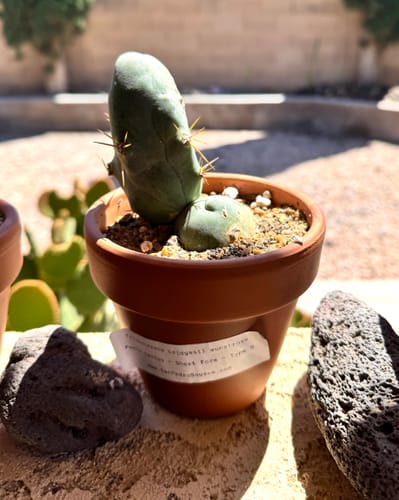 Customer photo review of Trichocereus Bridgesii Monstrose | Short Form | Type B | Penis Cactus