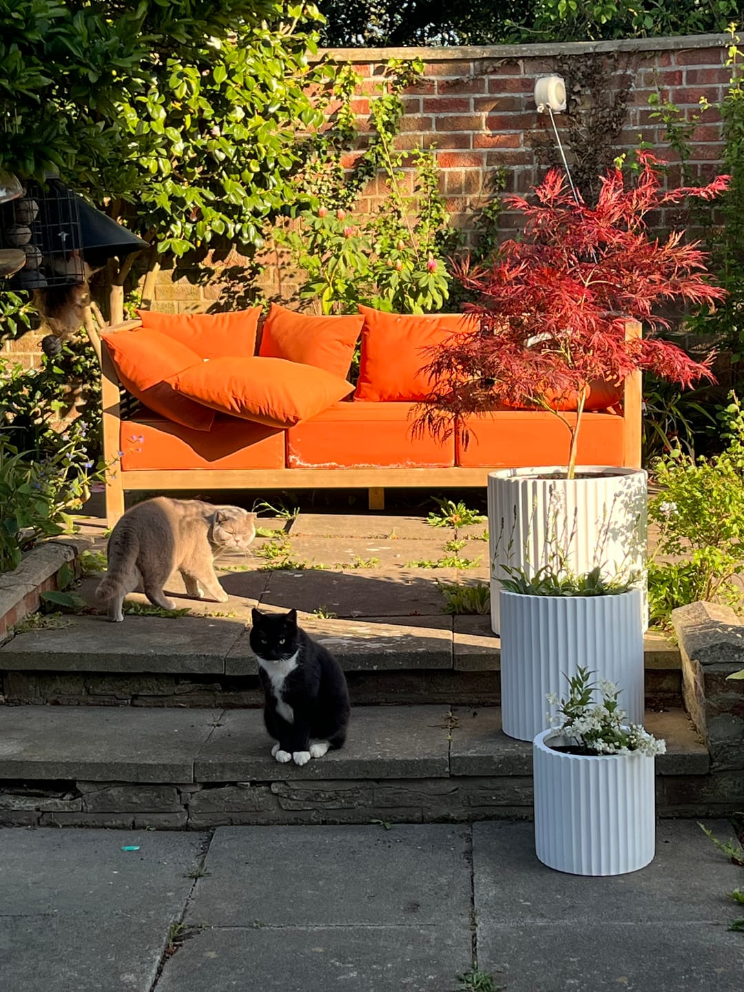 Customer photo review of Rosie