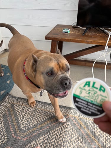Customer's hand holding a can of Tropical Fruit Nicotine Pouches with a brown dog standing on a rug.