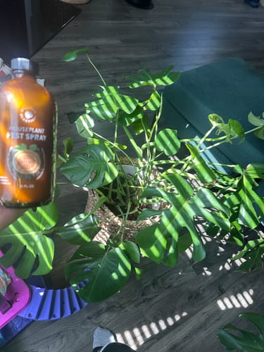 Customer's brown bottle of Houseplant Pest Spray held next to a large, leafy plant indoors.