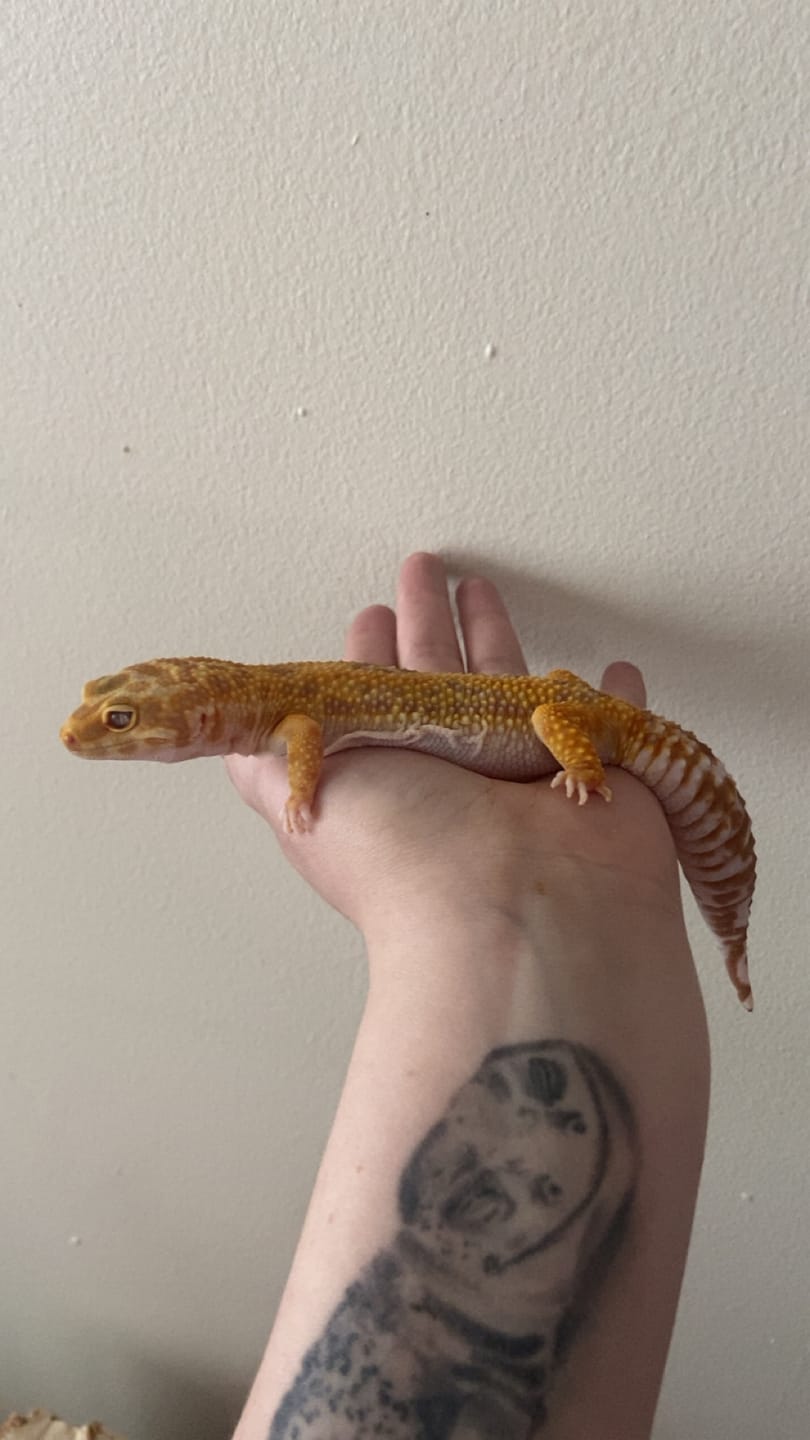Customer photo review of Female Mandarin Bold Jungle Tremper Albino (pet; short face)
