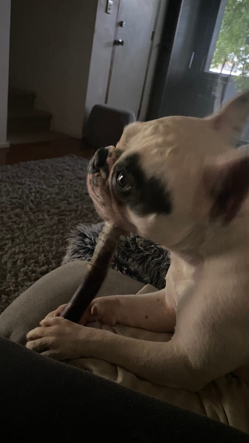 Customer photo review of Beef Pizzle (THICK & Long)