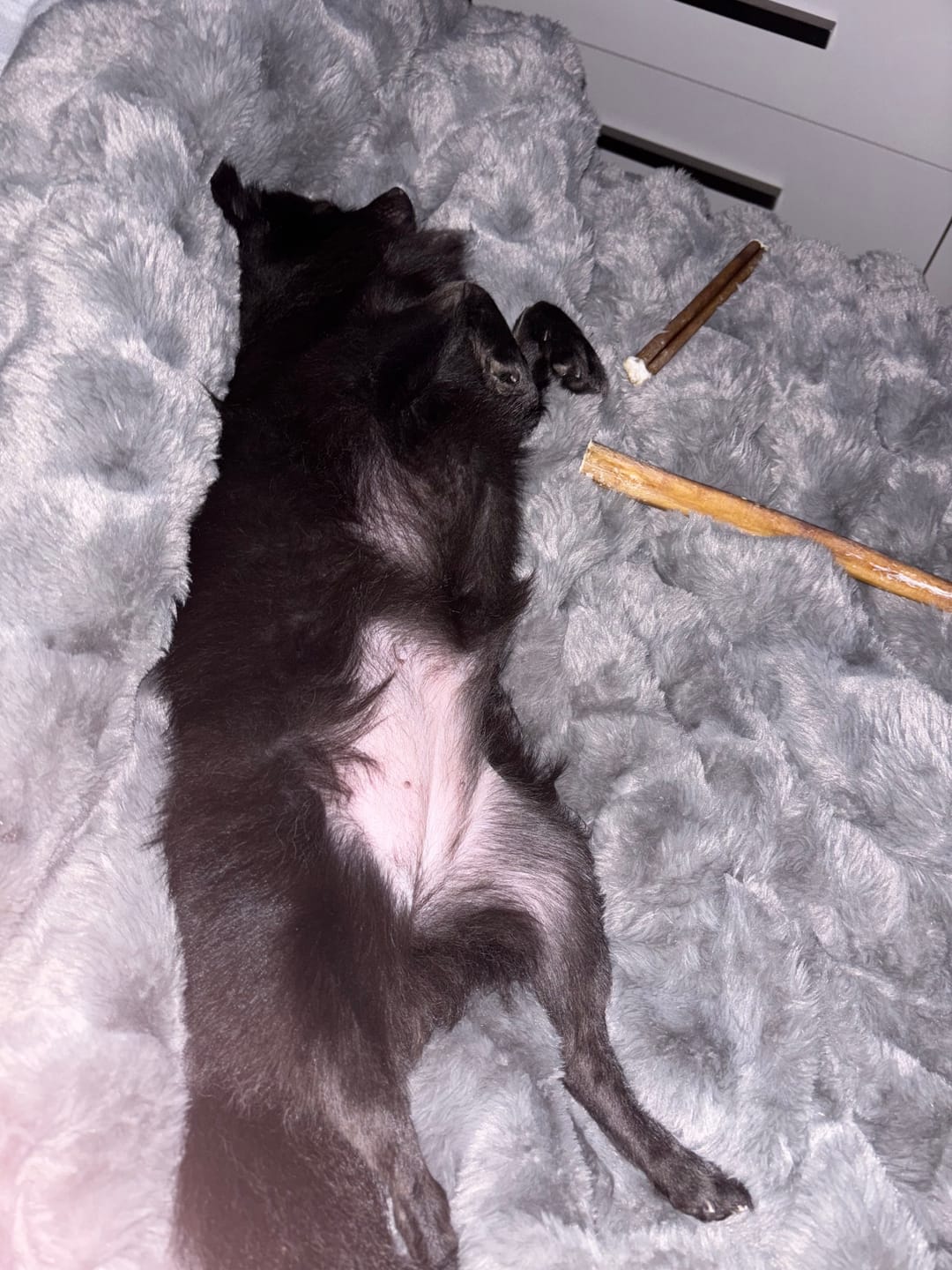Customer photo review of Vrac Nature's Own - Bully Sticks de boeuf mastication pour chien