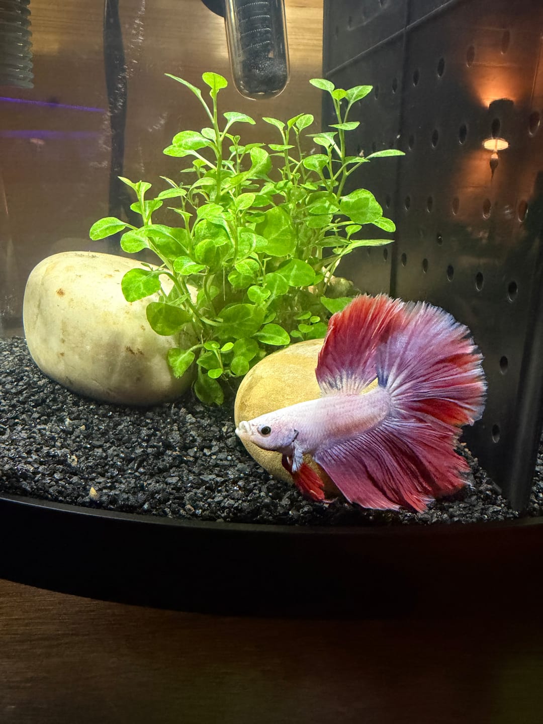 Customer photo review of Purple Halfmoon Male Betta Fish | Grower's Pick