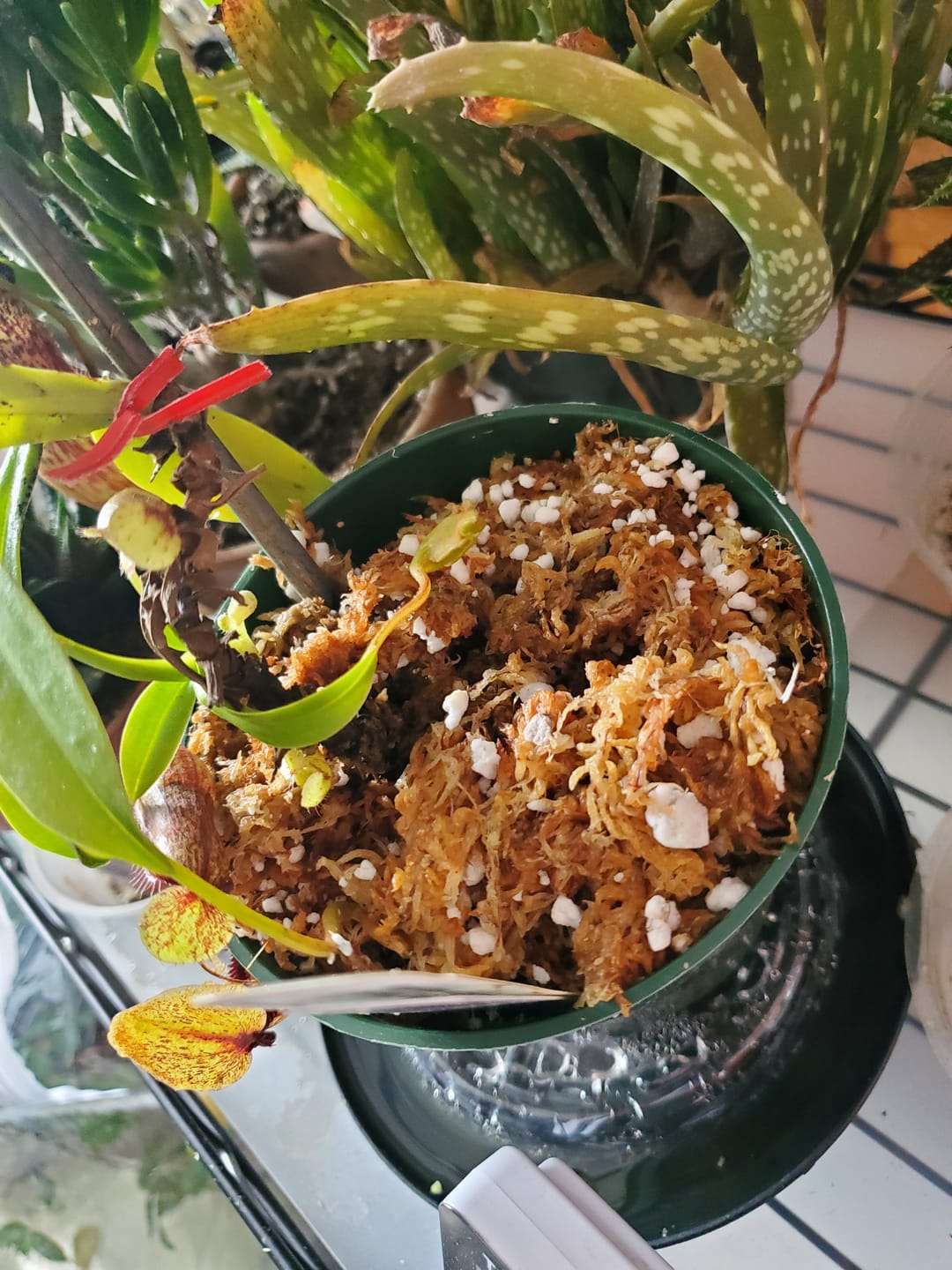 Customer photo review of Premium Sphagnum Moss