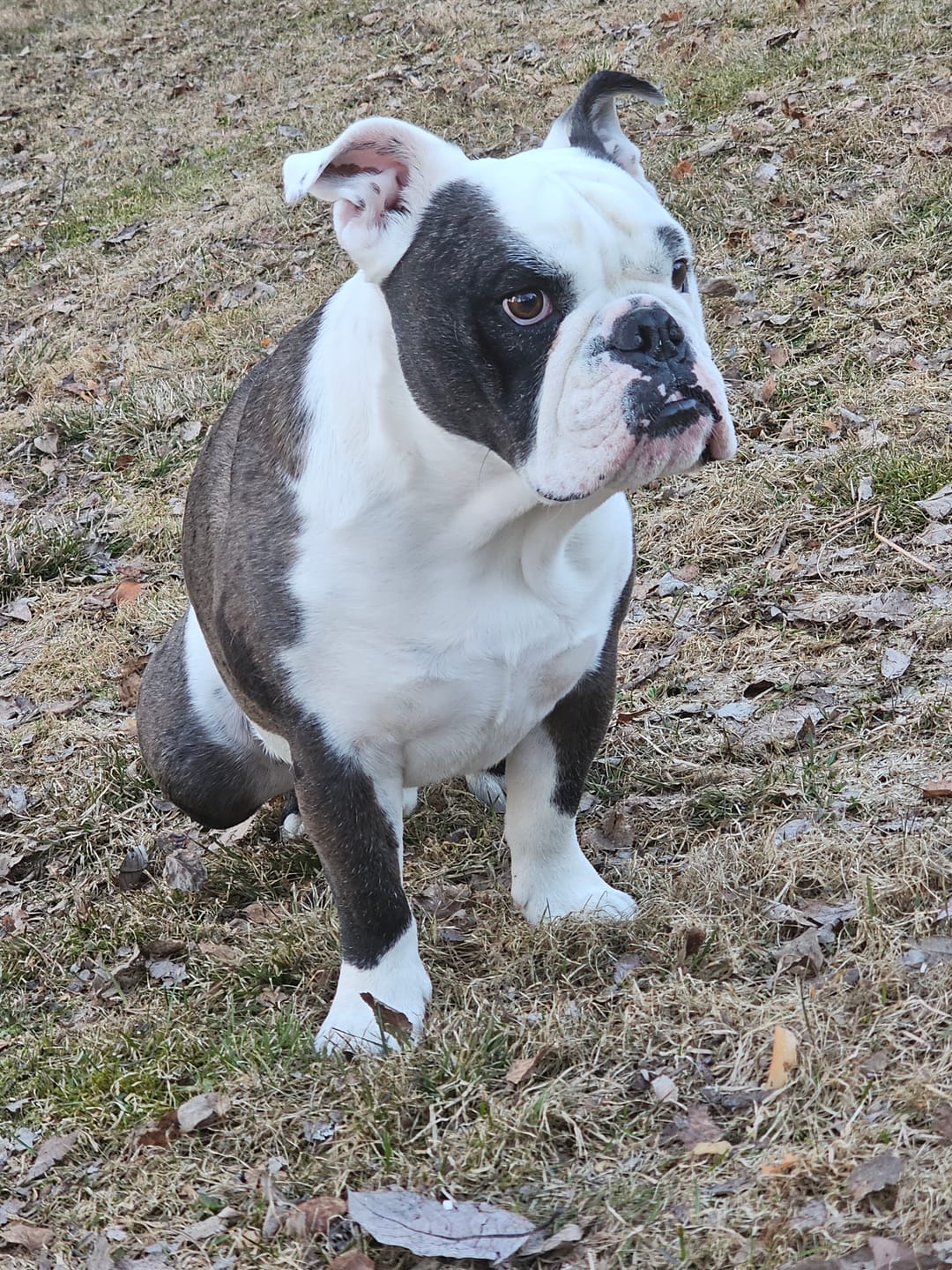 Customer photo review of Hundstaff Pack Fur Comb - Hundkamm