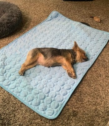 Customer photo review of Tapis Fraîcheur pour Chien – Offrez à votre compagnon un été au frais