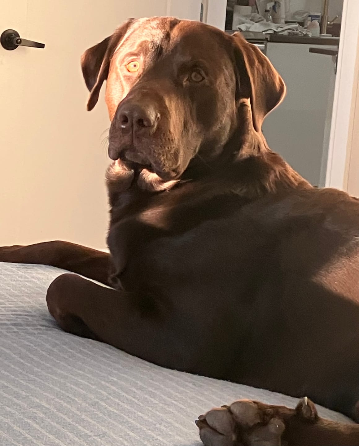 Customer photo review of COMBO ALLERGIES pour chiens et chats: OREL,TOXY