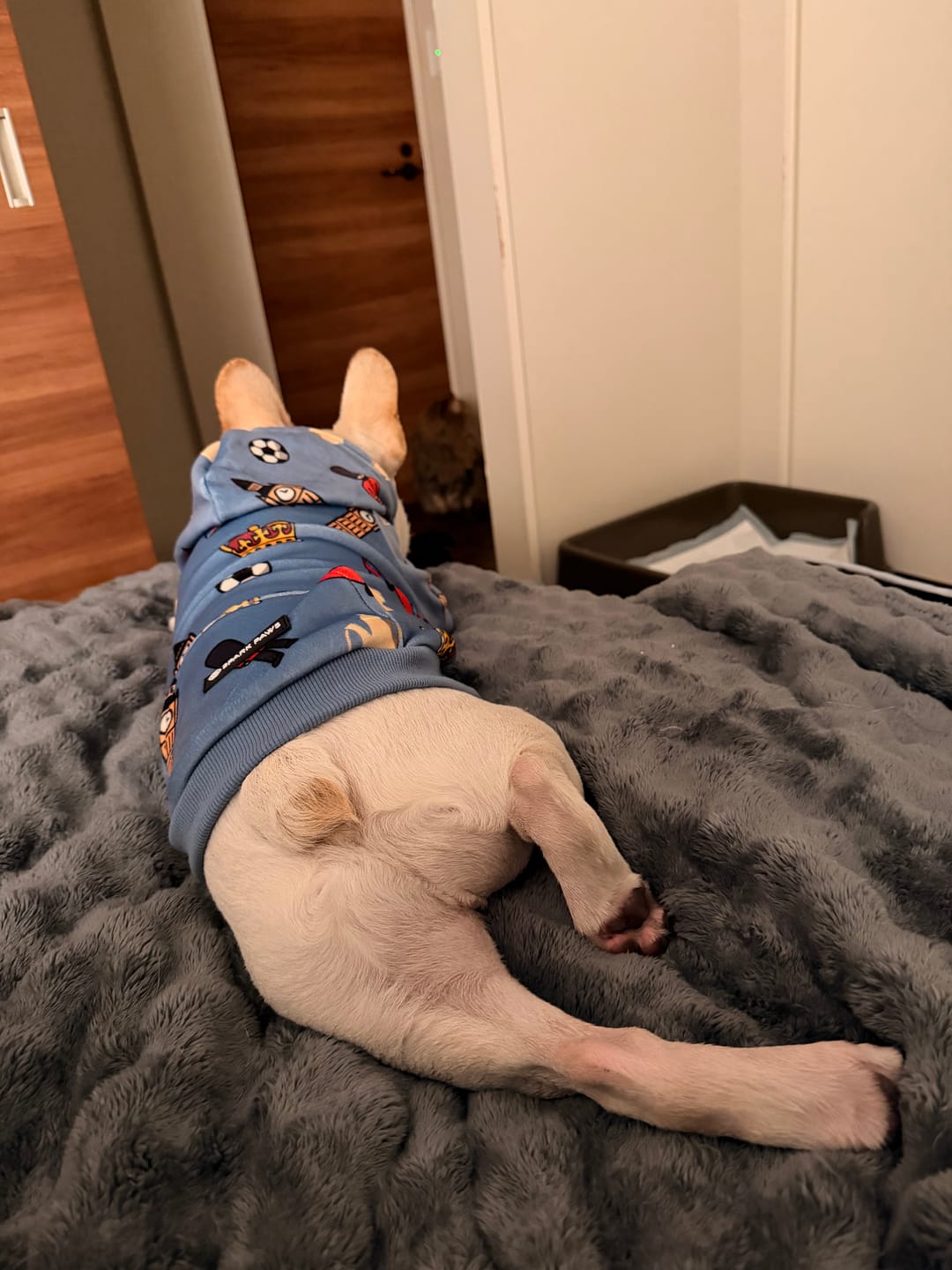 Customer photo review of The UK Dog Hoodie