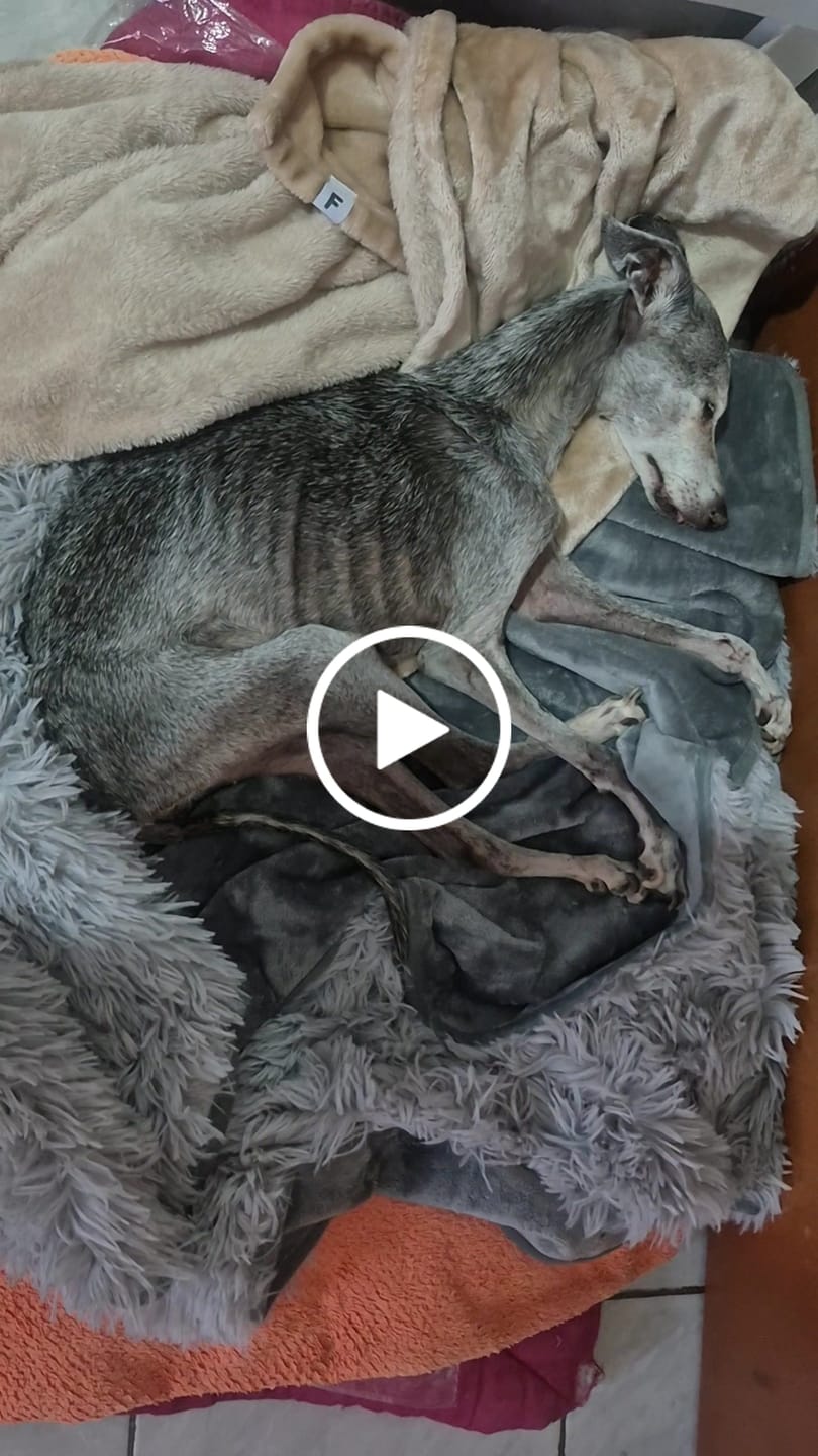 Customer video review of Cobija Impermeable para Perros