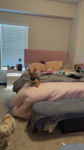 Customer photo review of CloudAlign™ Pillow