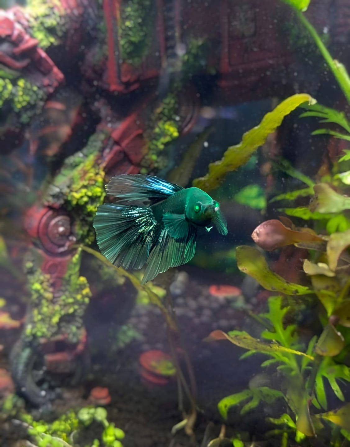 Customer photo review of Black Hulk Halfmoon Male Betta Fish | You Pick Fish