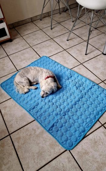 Customer photo review of Tapis Fraîcheur pour Chien – Offrez à votre compagnon un été au frais