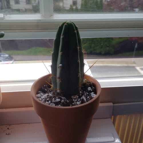 Customer photo review of Trichocereus Bridgesii | Bolivian Torch Cactus