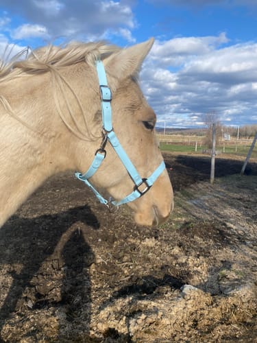 Customer photo review of iCavalos - Horse halter (7 Days)