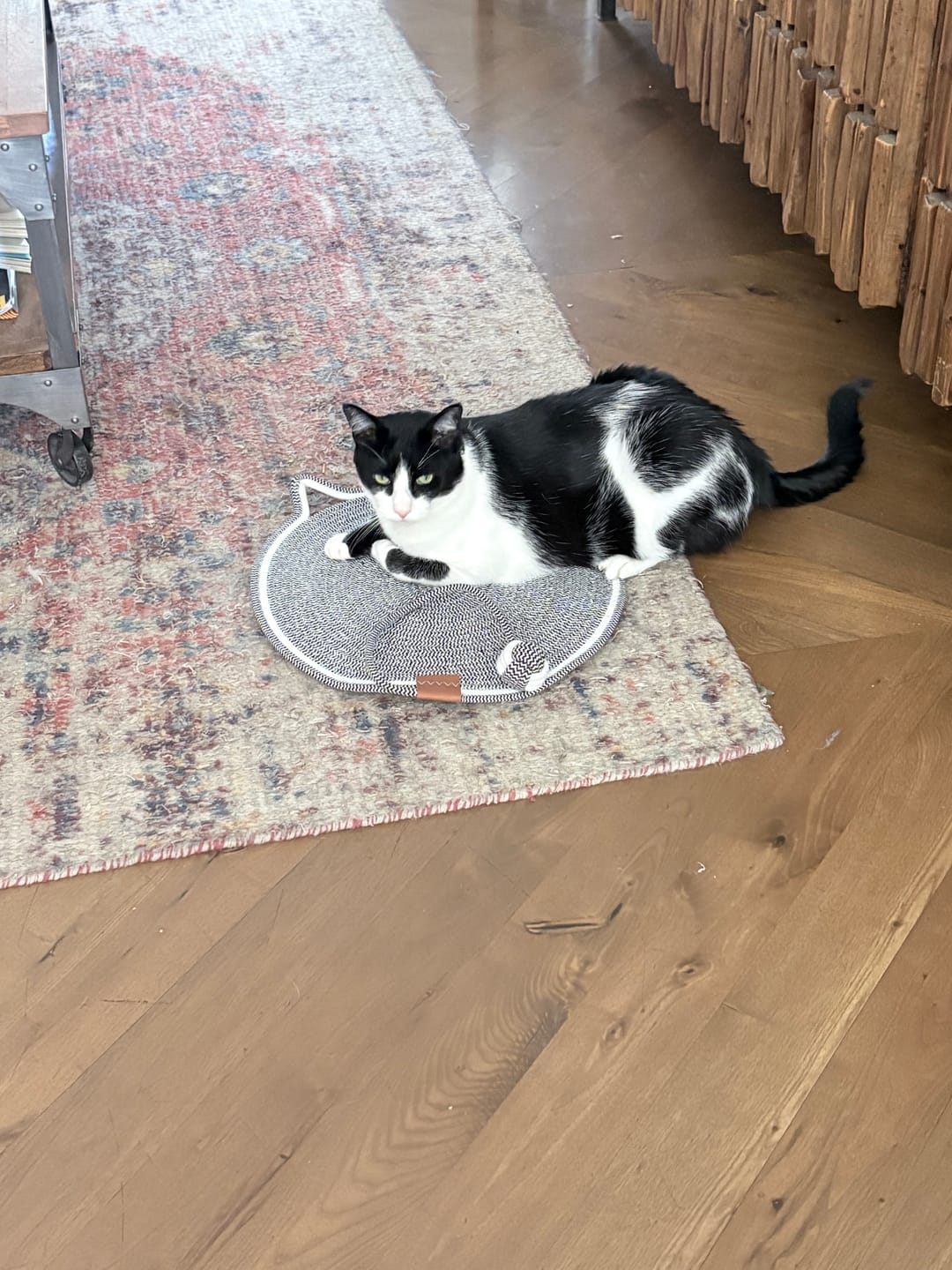Customer photo review of Instinct Mat | The Scratching Mat Her Biology Actually Recognizes (NEW)