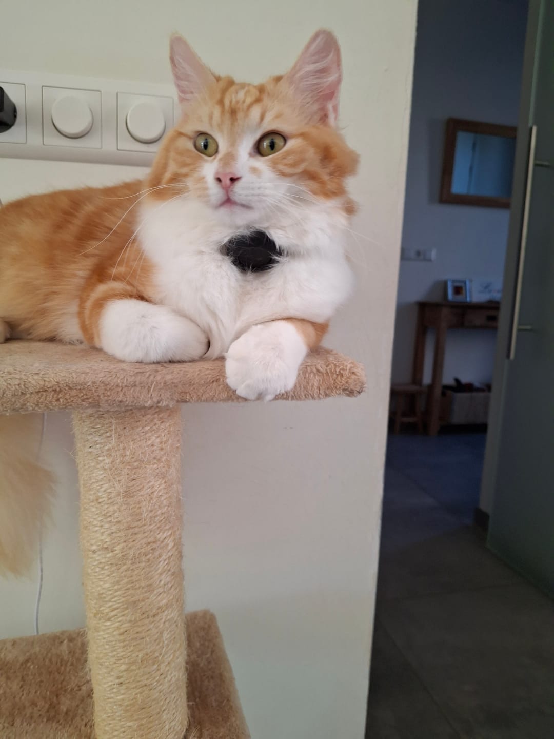 Customer photo review of AirTrackTag Kattpaket