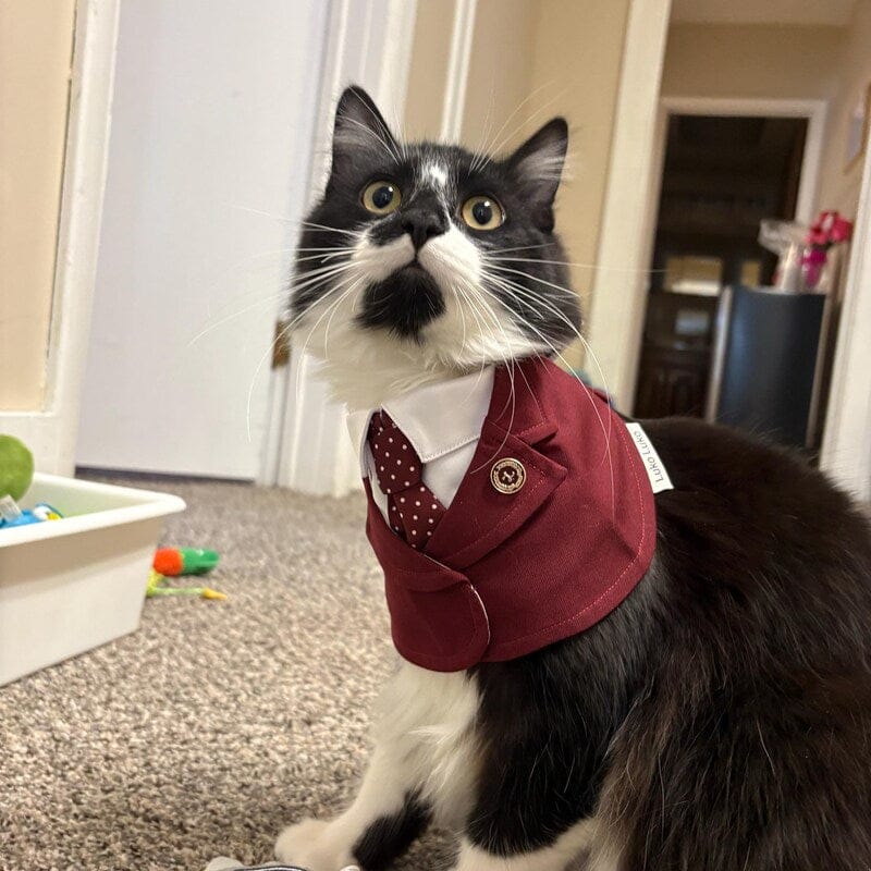 Customer photo review of Windsor – Burgundy & Green Dog Suit | Elegant Outfit