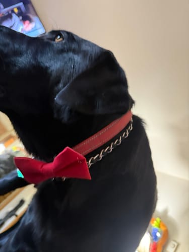 Customer photo review of Red Bow Tie for Dog and Cat Collar