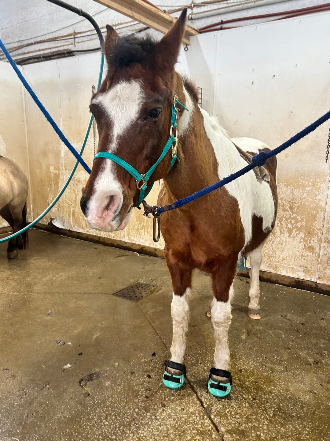 Customer photo review of Renegade® Viper Glow™ Hoof Boot - Caribbean Dream