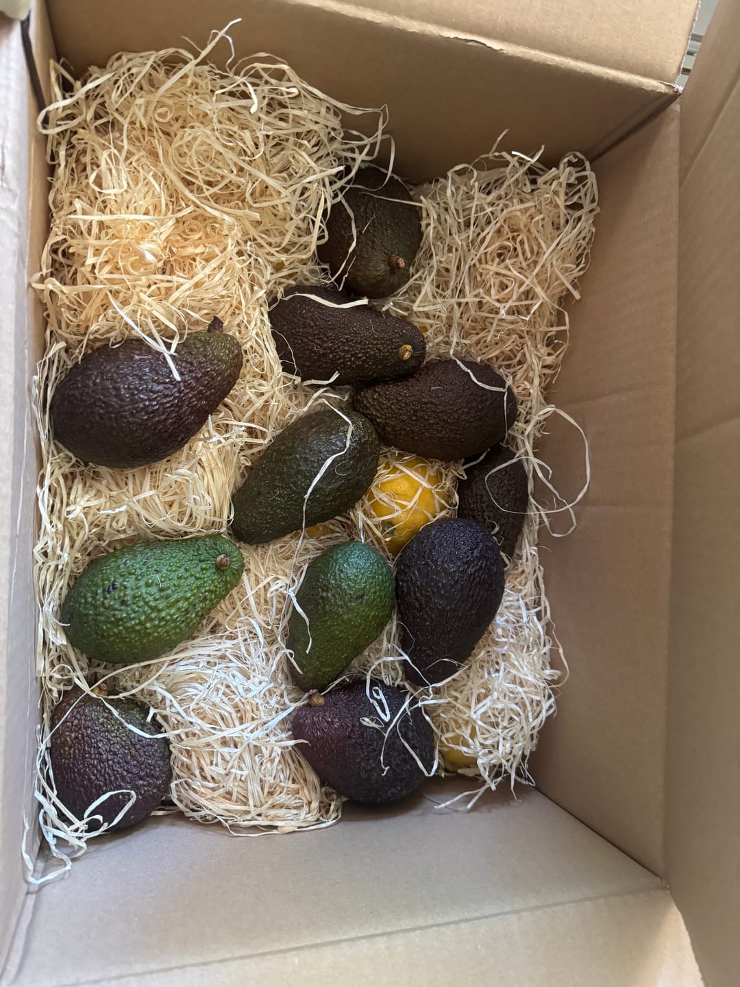 Customer photo review of Avocado Hass Bio 13 Monate baumgereift von Julian