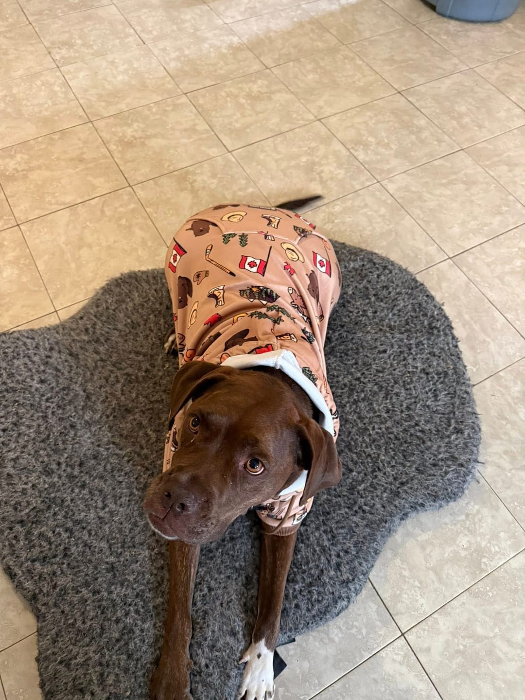 Customer photo review of The Canada Dog Hoodie