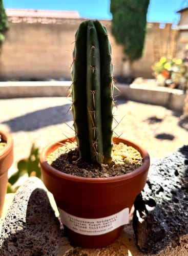 Customer photo review of Trichocereus Bridgesii | Bolivian Torch Cactus