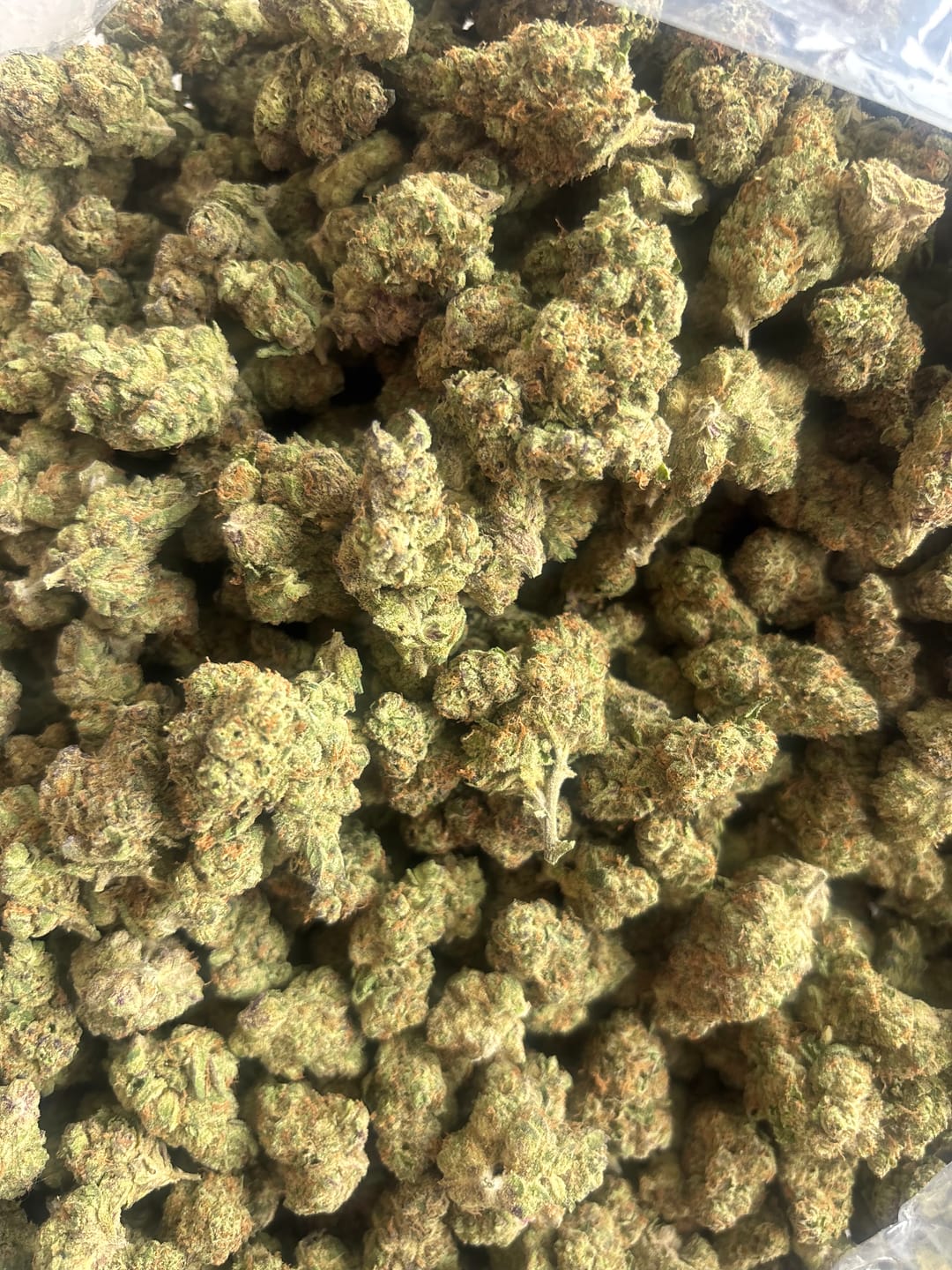 Customer photo review of Glitterati Indoor - Bulk - Indica