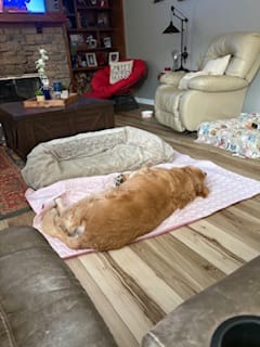 Customer photo review of Protect Your Dog From Overheating And Dangerous Heat Stress With IcyNap