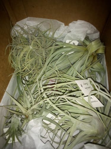 Customer photo review of Double Sided Color Air Plant Care Card Packs (Postcard Size) *UNBRANDED*