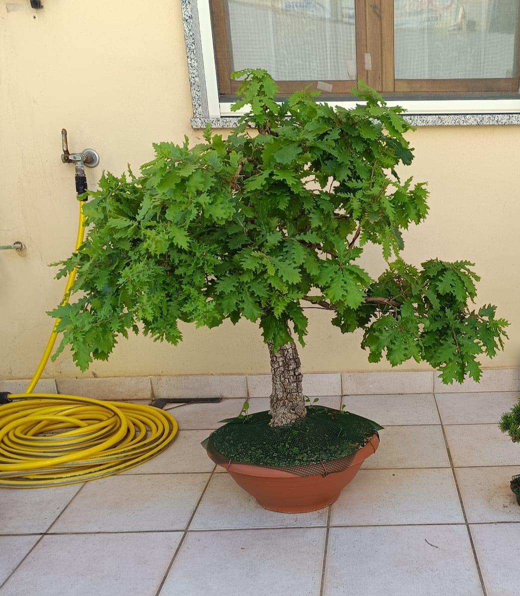 Customer photo review of TNT STARTER TURBO CONCIME PRIMAVERILE BONSAI PREMIUM CB®