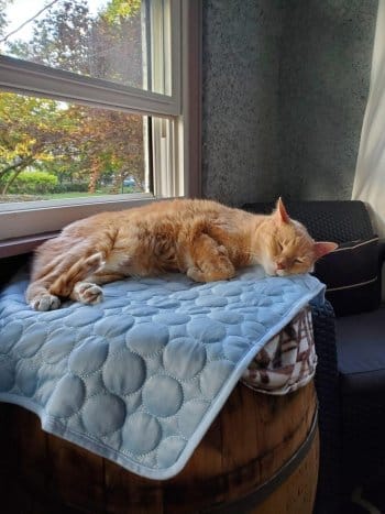 Customer photo review of Tapis Fraîcheur pour Chien – Offrez à votre compagnon un été au frais