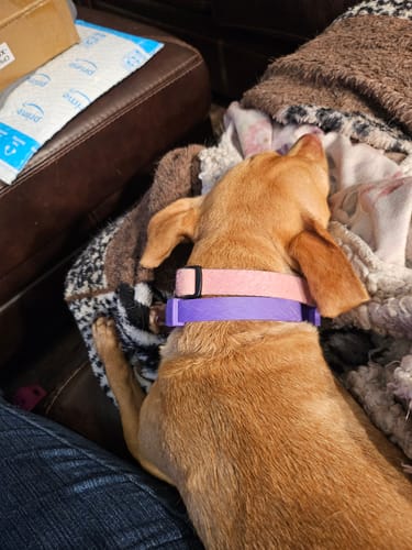 Customer's dog wearing a purple PawLax Collar while resting on a couch.