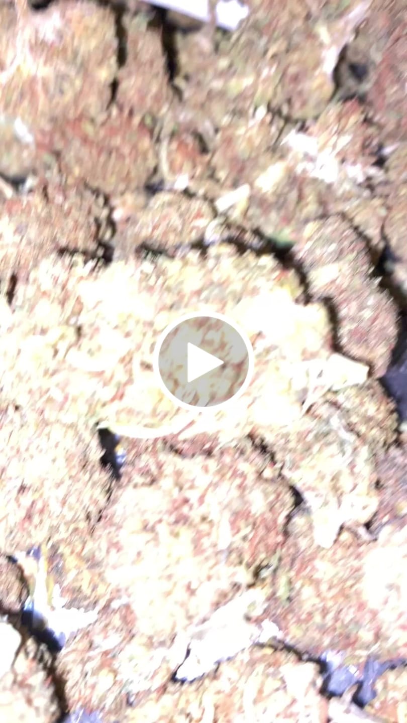 Customer video review of 1.5g Green Crack Sugar