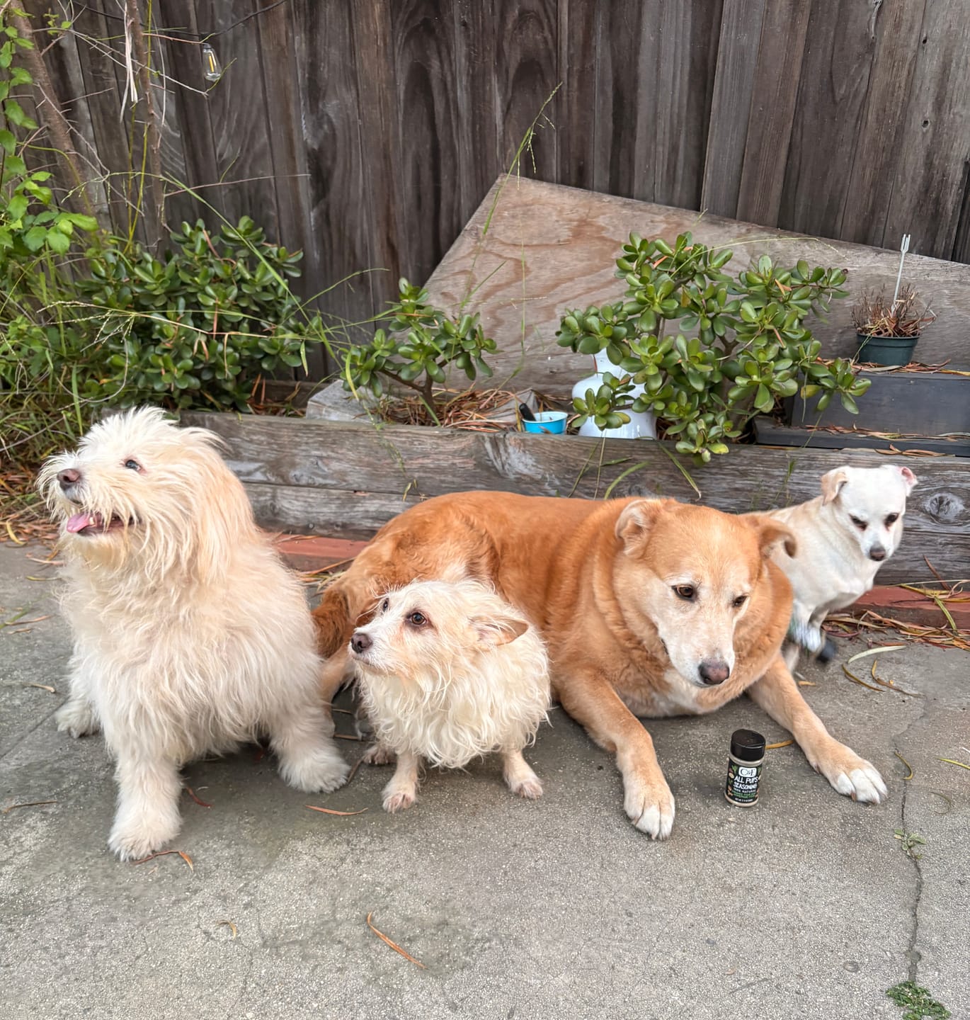 Customer photo review of All Pups Seasoning