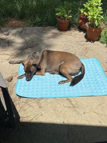 Customer photo review of Tapis Fraîcheur pour Chien – Offrez à votre compagnon un été au frais