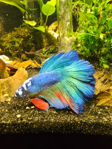 Customer's Koi Multicolor Betta fish with a blue body and colorful tail in an aquarium.