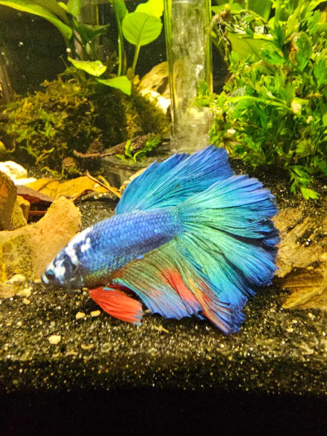 Customer photo review of Koi Multicolor Candy Halfmoon Male Betta Fish High Grade | Mystery Betta