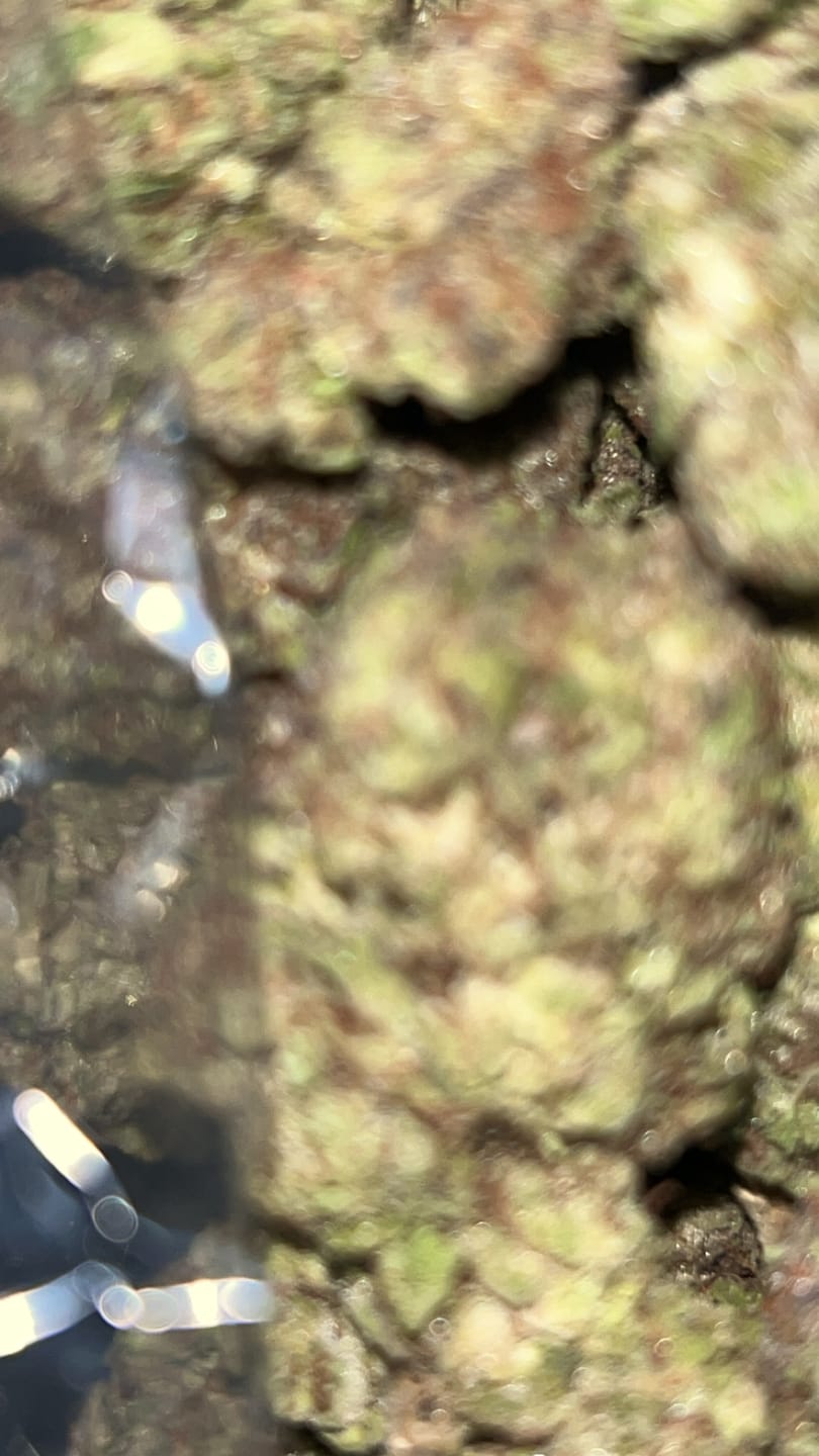 Customer photo review of Fire OG Minis - Bulk Minis - Indica