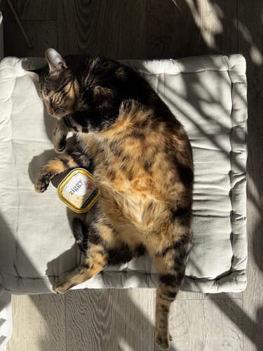 Le chat d'un client se prélasse sur un coussin avec une boîte de Pâtée au Poulet sur le ventre.