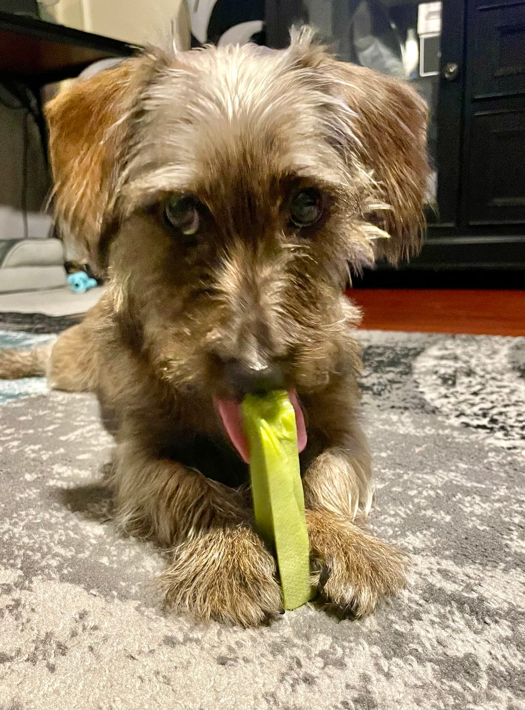 Customer photo review of Long-Lasting Yak Chews — 4 Flavor Pack