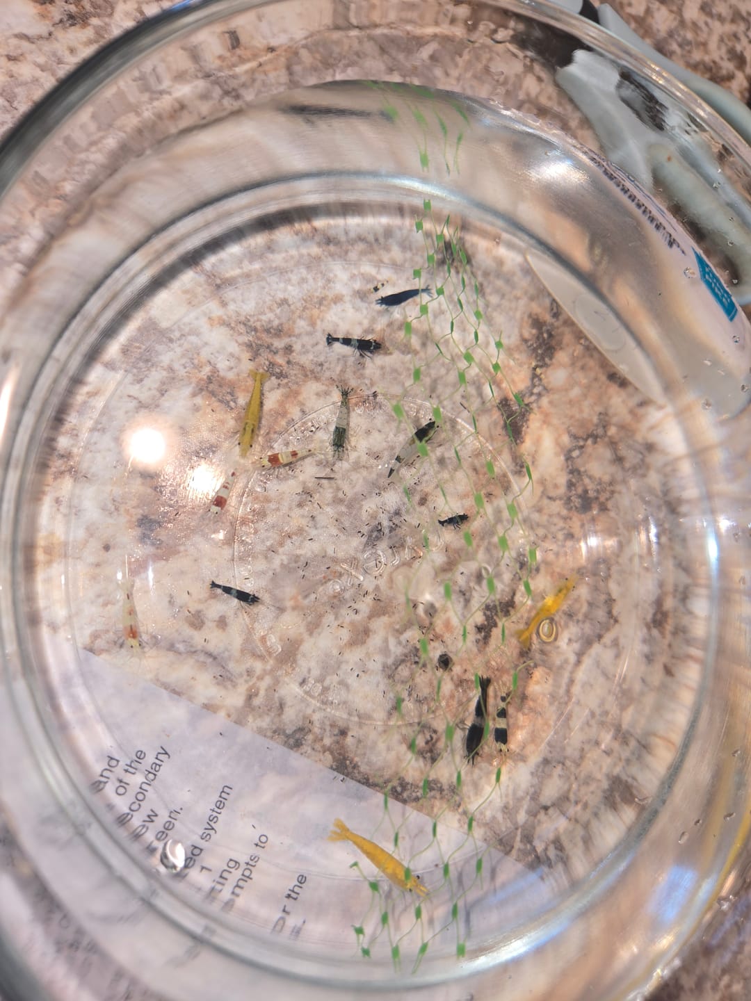 Customer photo review of Crystal Black Shrimp