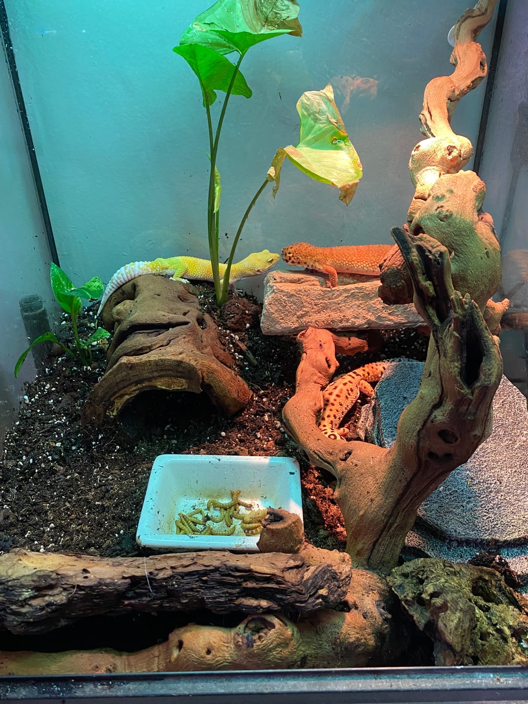 Customer photo review of Male Mandarin Inferno Hyper Xanthic Bold Tremper Albino pos. W&Y