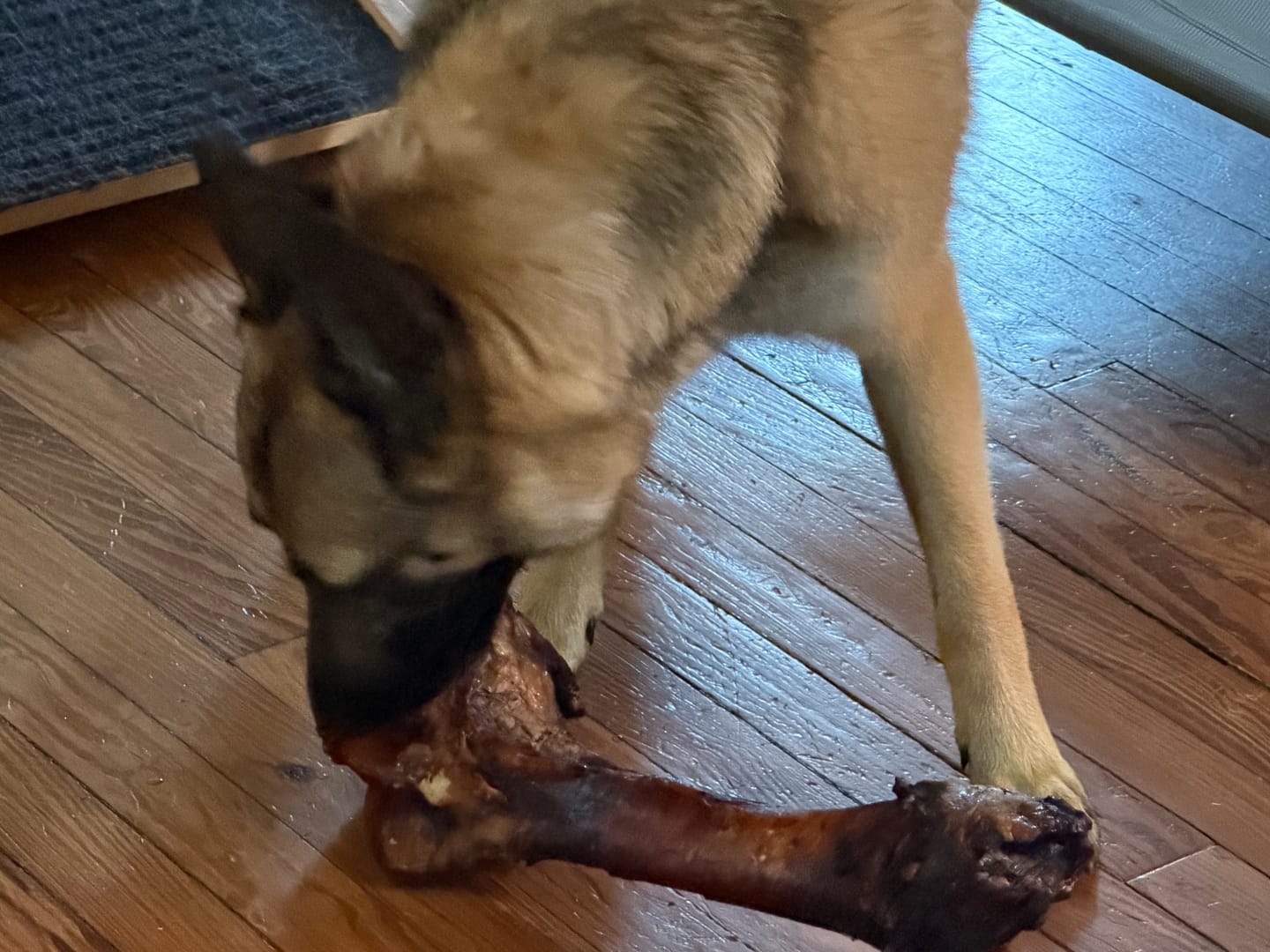 Customer photo review of Smoked Dinosaur Bones