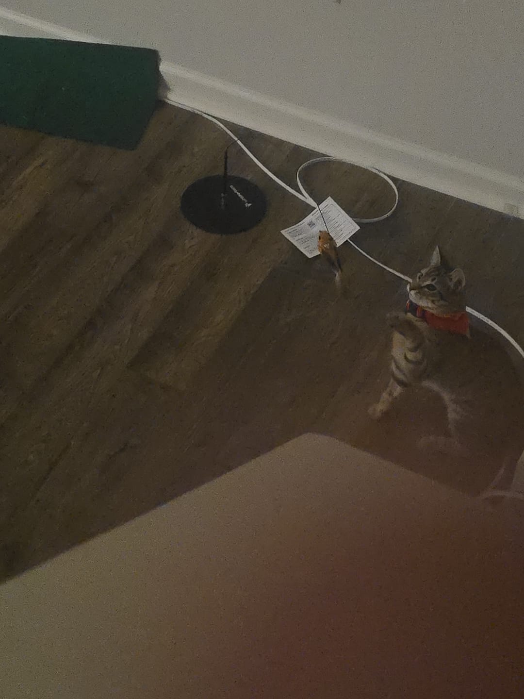 Customer photo review of Interactive Bird Simulation Cat Toy Hybrid Bundle