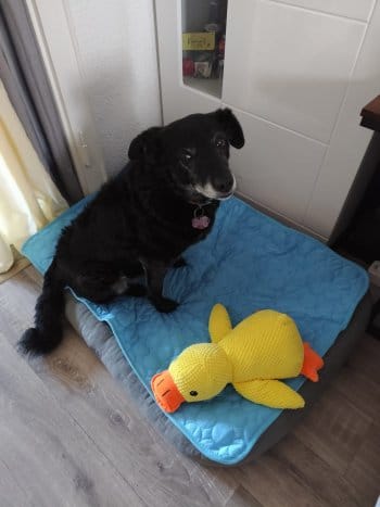 Customer photo review of Tapis Fraîcheur pour Chien – Offrez à votre compagnon un été au frais