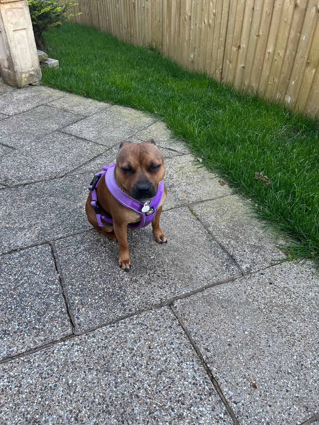 Customer photo review of Slip on Harness | Foam Padded - Purple
