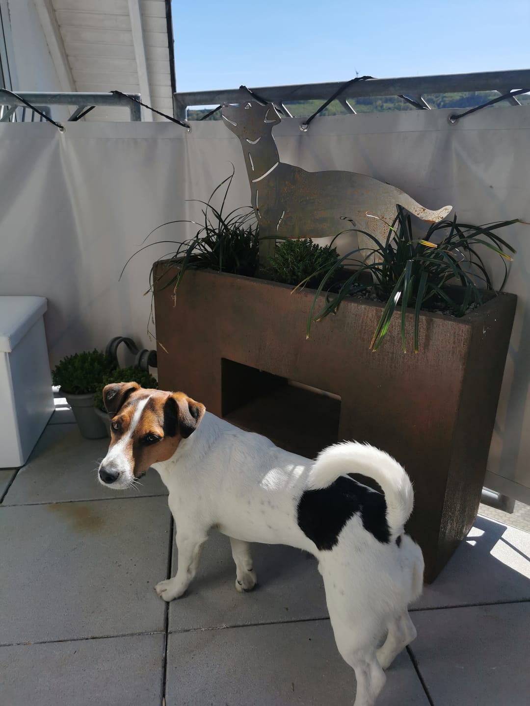 Customer photo review of Gartenstecker Jack Russell